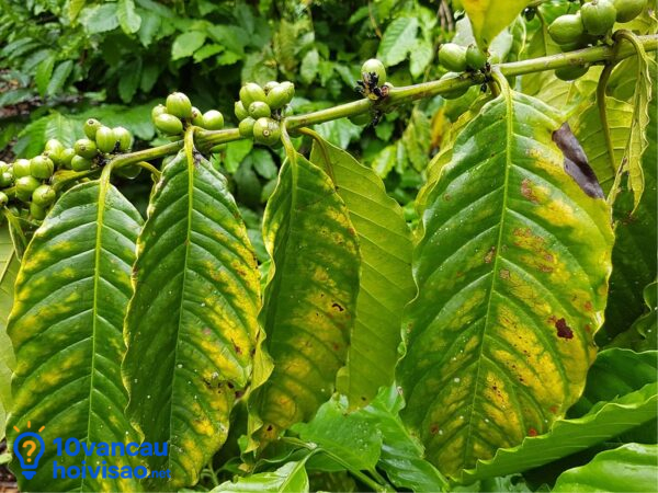 Bổ Sung Magie Giúp Cây Trồng Xanh Lá Hơn