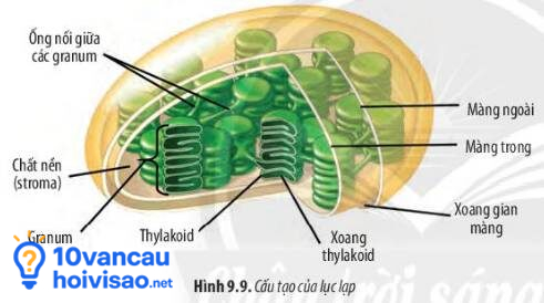 Cấu Tạo Của Lục Lạp