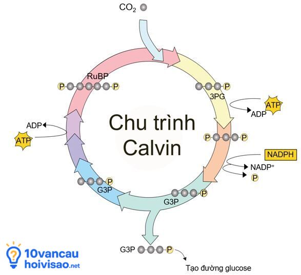 Chu Trình Calvin Pha Tối