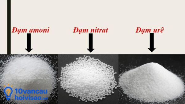 Đạm Amoni Ure Và Nitrat