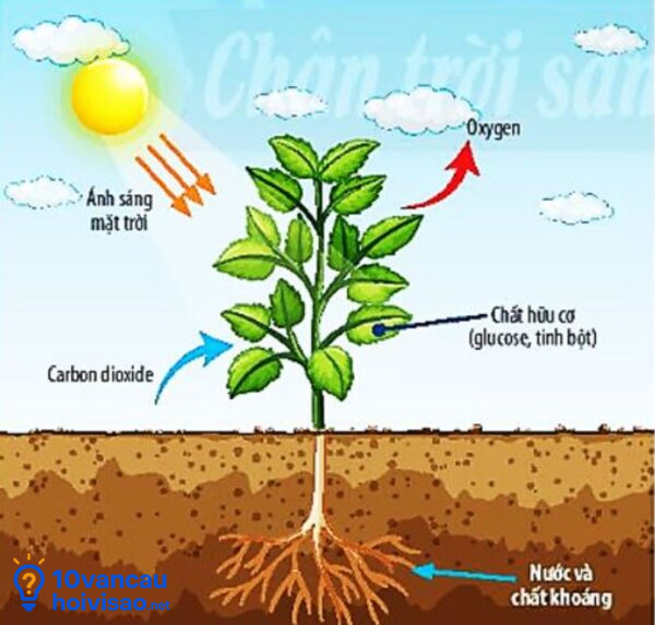 Định Nghĩa Quang Hợp Là Gì