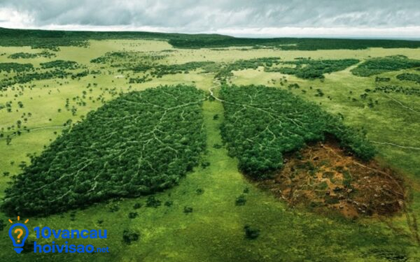 Lá Cây Và Sự Quang Hợp đóng Vai Trò Như Lá Phổi Xanh Của Trái đất