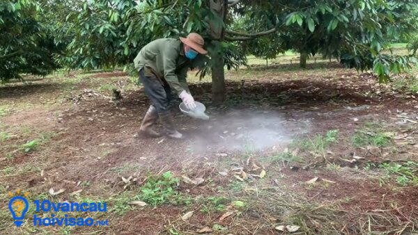 Người Nông Dân Bón Lân Tạo Mầm Cho Cây Sầu Riêng