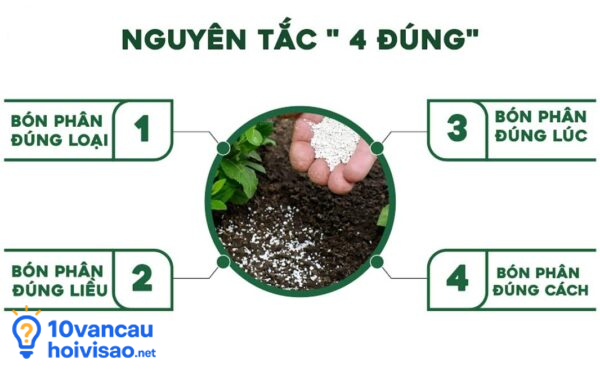 Nguyên Tắc Bón Phân Kali