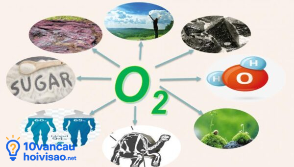 Oxy Là Cội Nguồn Của Sự Sống