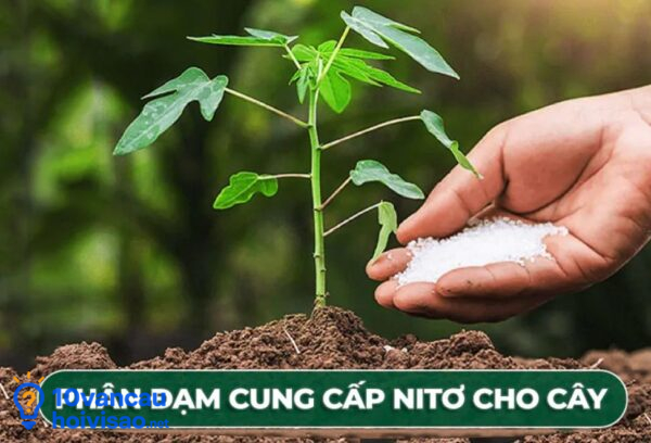 Phân đạm Cung Cấp Nitơ Cho Cây Trồng