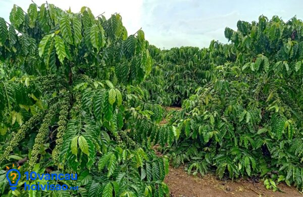 Phân đạm Giúp Hệ Lá Và Cành Phát Triển Mạnh