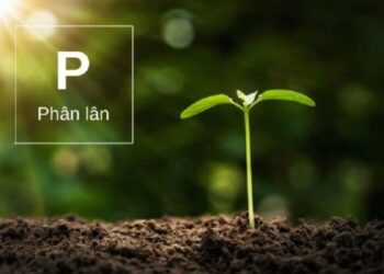 Phân Lân Là Gì Có Tác Dụng Gì Với Cây Trồng