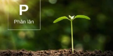 Phân Lân Là Gì Có Tác Dụng Gì Với Cây Trồng