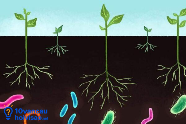 Phân Lân Vi Sinh Giúp Cây Hấp Thu Lượng Lân Có Sẵn Trong đất