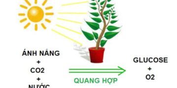 Quang Hợp Là Gì Cây Quang Hợp để Làm Gì