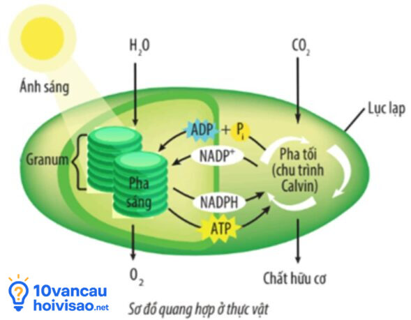 Sơ đồ Quang Hợp ở Thực Vật