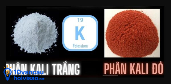 So Sánh Phân Kali đỏ Và Kali Trắng