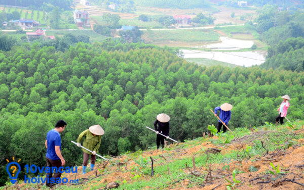 Trồng Rừng Có ý Nghĩa To Lớn đối Với Sự Sống Của Trái đất