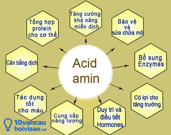 9 Loại Axit Amin Cơ Thể Không Tự Sản Xuất được