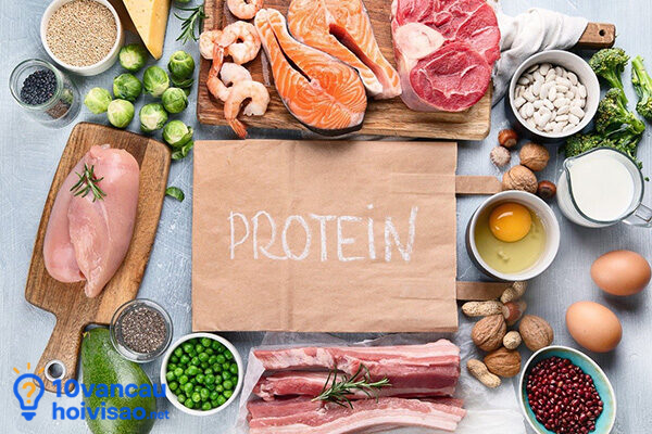 Protein Có Trong Nhiều Loại Thực Phẩm