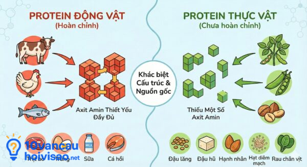 Protein động Vật Và Thực Vật