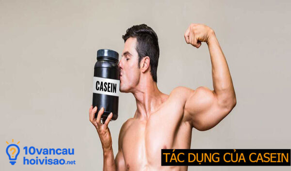 Tác Dụng Của Casein