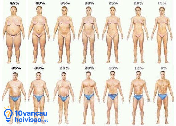 Tỉ Lệ Mỡ Cơ Thể Và Béo Phì