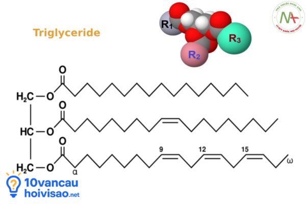 Triglyceride