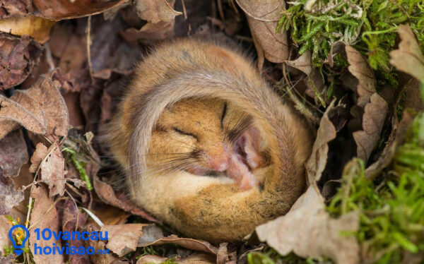 Chuột Túi Dormouse Ngủ đông