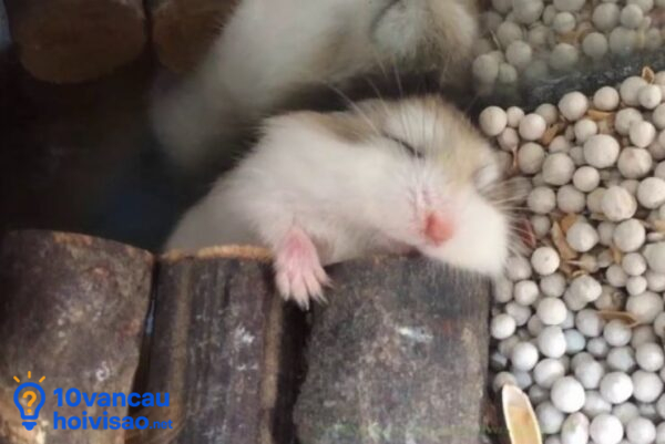 Hamster Ngủ đông
