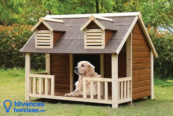Tạo Môi Trường Sống Thoải Mái Cho Chó