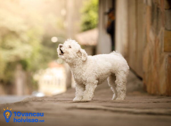 Tiếng Chó Hú Không đáng Lo đó Là điều Bình Thường