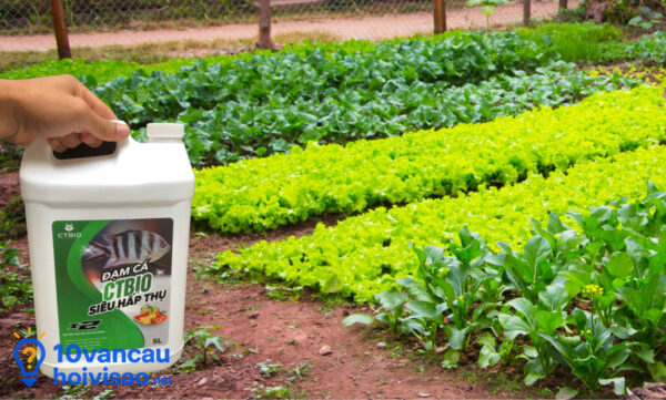 Đạm Cá Cung Cấp Dinh Dưỡng Toàn Diện Cho Cây Trồng