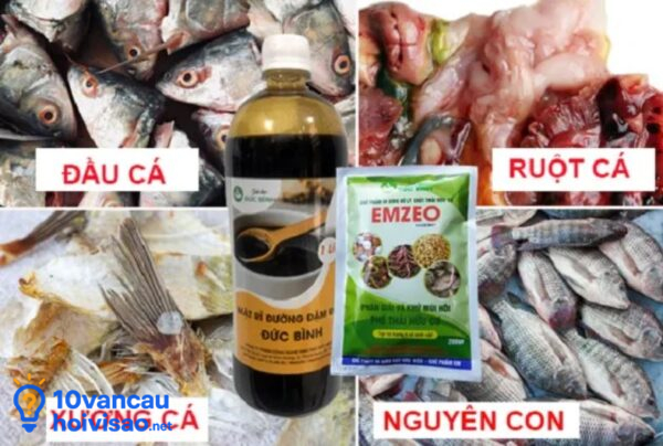 Nguyên Liệu Làm đạm Cá Tại Nhà