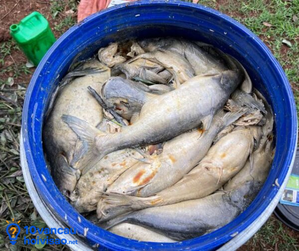 Ủ đạm Cá ở Nơi Thoáng Gió Tránh Mùi Hôi